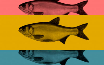 Historia z rybą w tle – czyli w czym tkwi moc najskuteczniejszych preparatów anti-aging na świecie